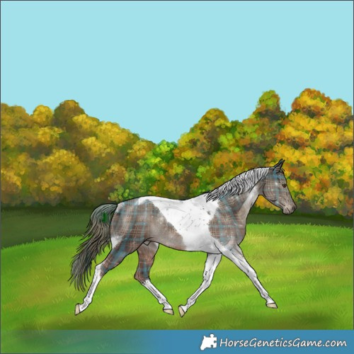 Horse Color:Plaid Liver Chestnut Tobiano Rabicano
