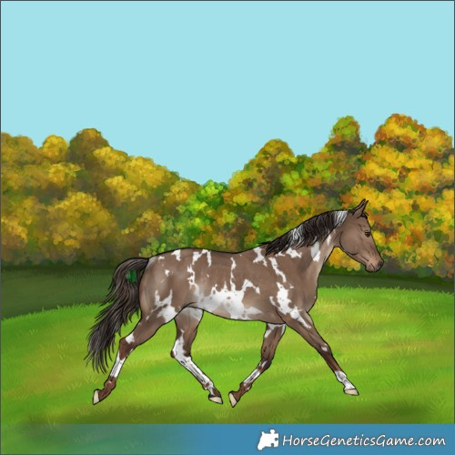 Horse Color:White Spotted Liver Red Dun Rabicano