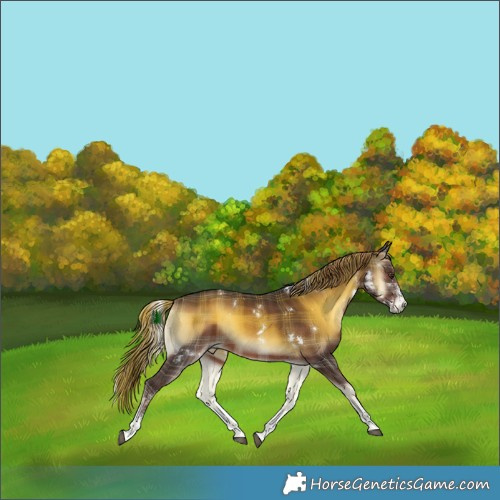 Horse Color:Plaid White Spotted Liver Red Onyx Rabicano