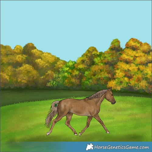 Horse Color:Chocolate Palomino Dun