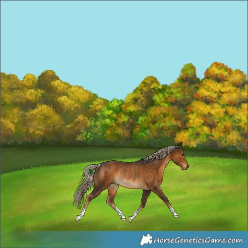 Horse Color:Chocolate Palomino Rabicano