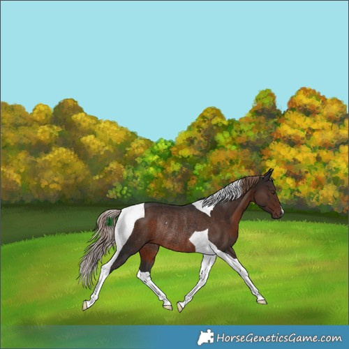 Horse Color:Liver Chestnut Tobiano Rabicano