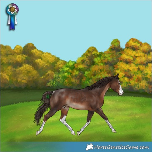 Horse Color:White Spotted Liver Chestnut Rabicano 