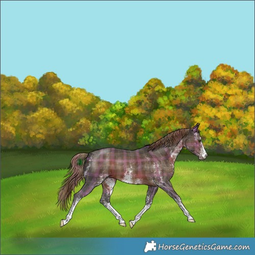 Horse Color:Plaid White Spotted Liver Chestnut