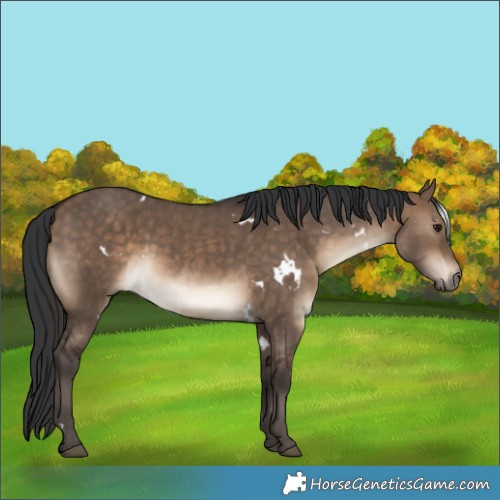 Horse Color:White Spotted Bay Dun