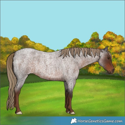 Horse Color:Liver Red Roan