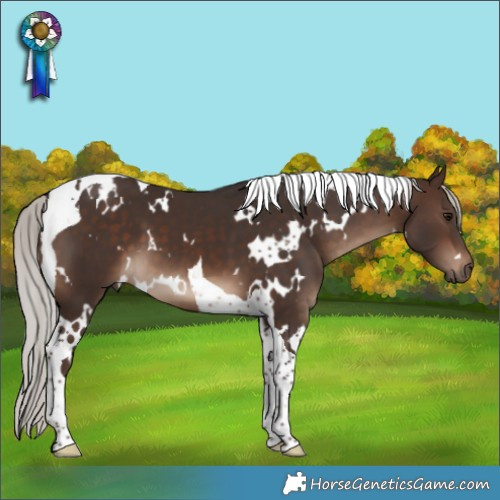 Horse Color:White Spotted Silver Bay Tobiano