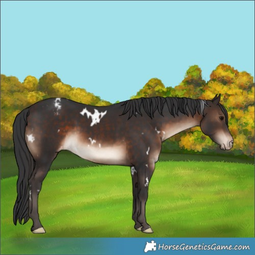 Horse Color:White Spotted Brown Appaloosa