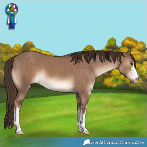 Horse Color:White Spotted Liver Red Dun 