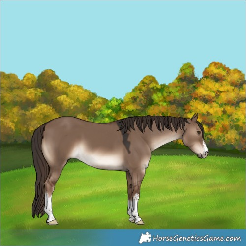 Horse Color:White Spotted Liver Red Dun
