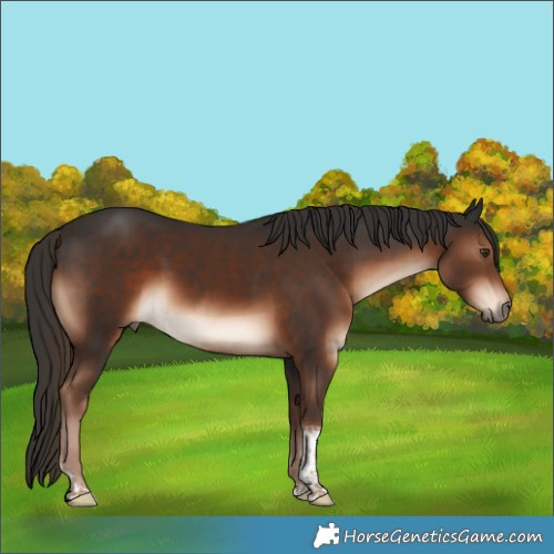 Horse Color:Liver Chestnut Tobiano Rabicano
