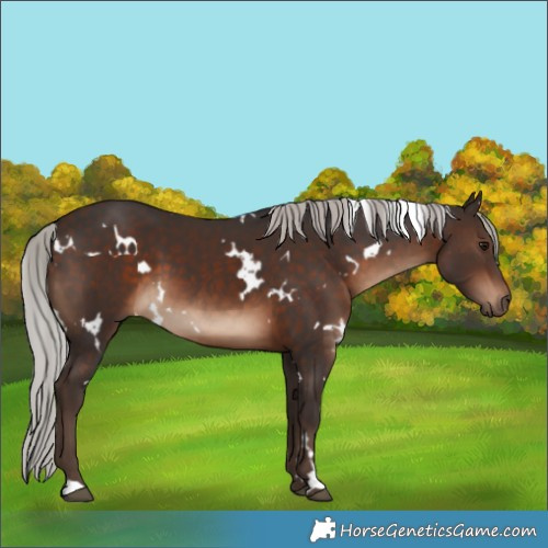 Horse Color:White Spotted Silver Brown 