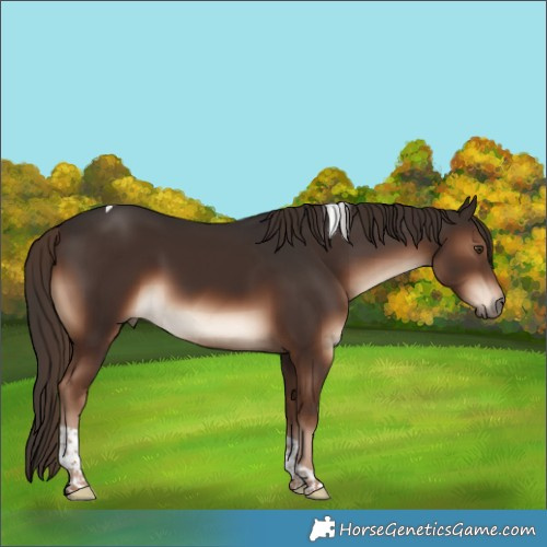 Horse Color:Liver Chestnut Tobiano 
