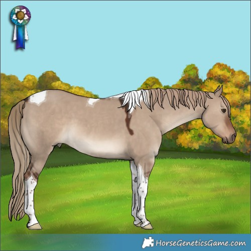 Horse Color:Liver Red Dun Tobiano
