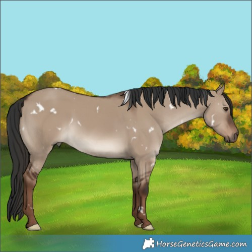 Horse Color:White Spotted Liver Red Dun