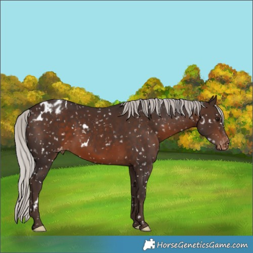 Horse Color:White Spotted Silver Bay Appaloosa