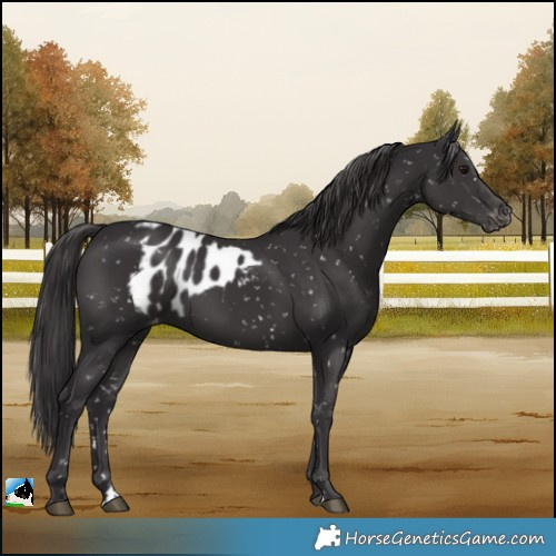 Horse Color:Smoky Black Skewed LP Spotted