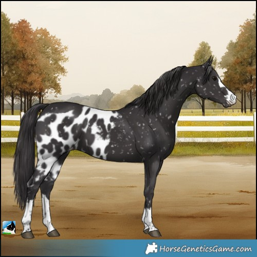 Horse Color:Smoky Black Skewed LP Spotted 