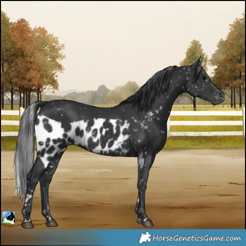 Horse Color:Black Skewed LP Spotted Rabicano