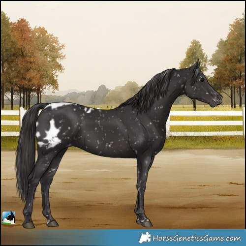 Horse Color:Smoky Black Skewed LP Spotted Rabicano