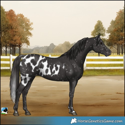 Horse Color:Smoky Black Skewed LP Spotted