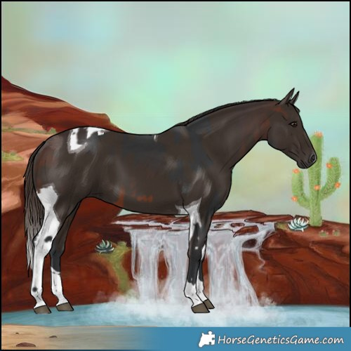 Horse Color:Brown Tobiano and Liver Chestnut Tobiano