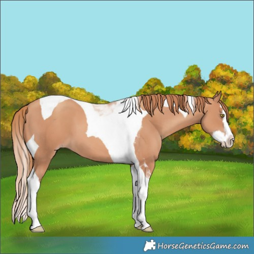 Horse Color:Gold Champagne Splash Tobiano 