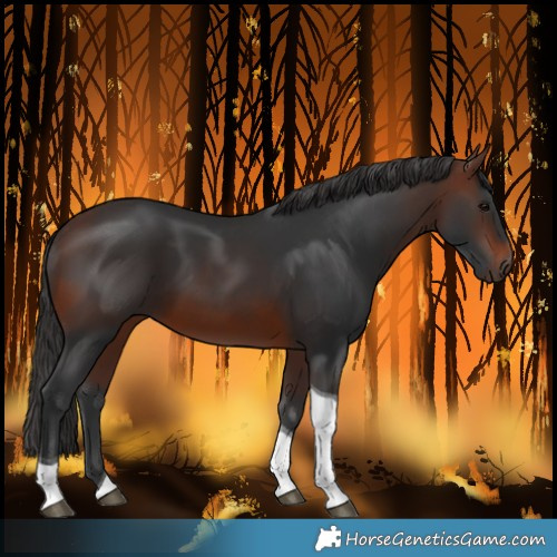 Horse Color:Brown Tobiano 