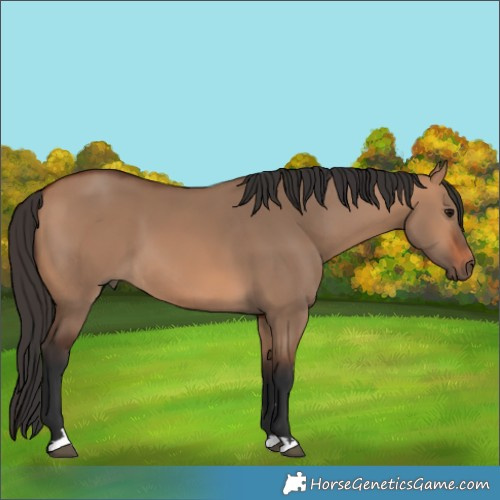 Horse Color:Bay Dun 