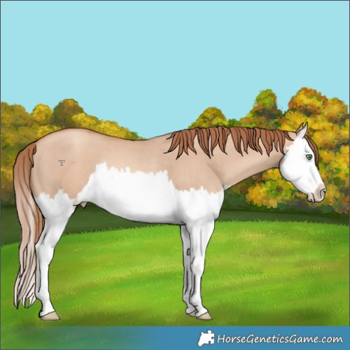 Horse Color:Gold Champagne Dun Splash Rabicano