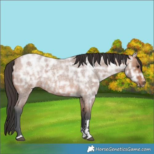 Horse Color:Bay Ice Roan 