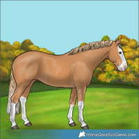 Horse Color:Chestnut Splash