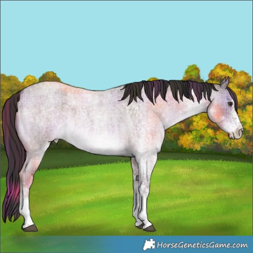 Horse Color:Plaid White Spotted Liver Red Dun Roan Brindle