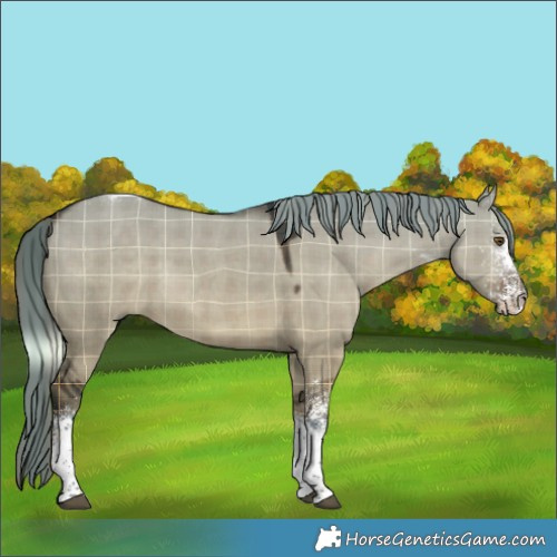 Horse Color:Plaid  White Spotted Liver Red Dun Mushroom Tobiano 
