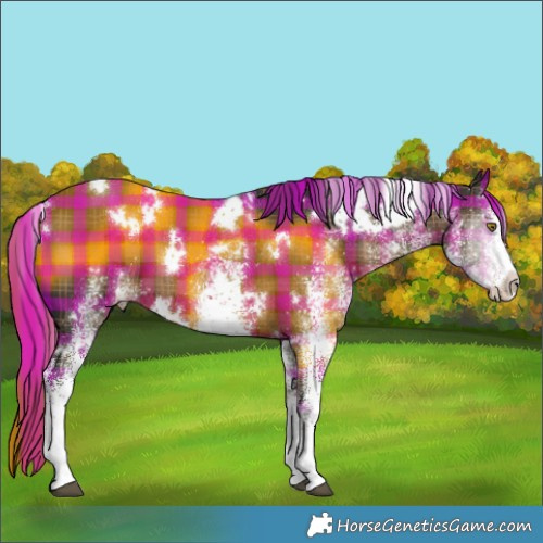 Horse Color:Plaid  White Spotted Liver Chestnut 