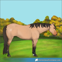 Horse Color:Bay Dun 