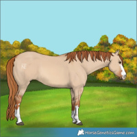 Horse Color:Red Dun 