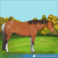 Horse Color:White Spotted Bay 