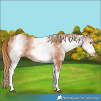 Horse Color:White Spotted Chestnut 