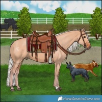 Horse Color:Silver Brown Dun 