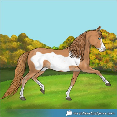Horse Color:Chestnut Frame