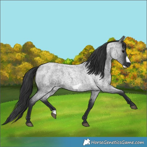 Horse Color:Blue Roan Frame 