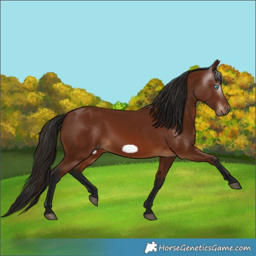 Horse Color:Gray Bay Frame 