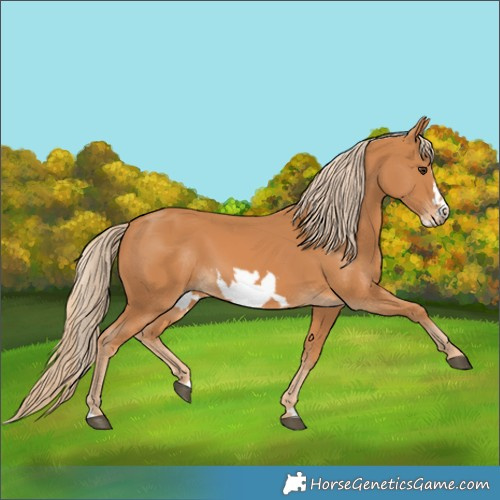 Horse Color:Chestnut Frame 