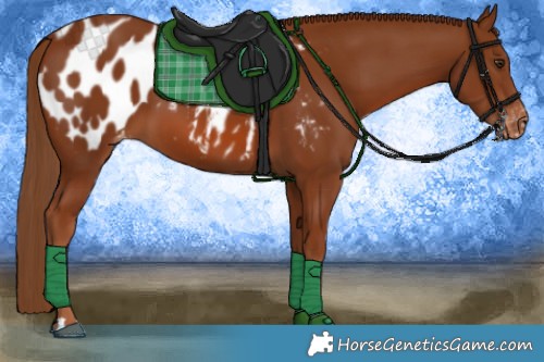 Horse Color:Chestnut Blanket