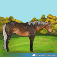 Horse Color:Gray Silver Buckskin Snowflake Varnish