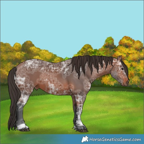 Horse Color:Bay Ice 