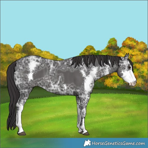 Horse Color:Smoky Black Ice Sabino 