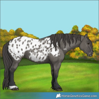 Horse Color:Grullo Blanket