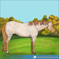Horse Color:Red Roan 
